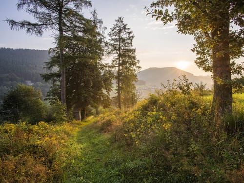 Sonnenaufgang in den Wäldern