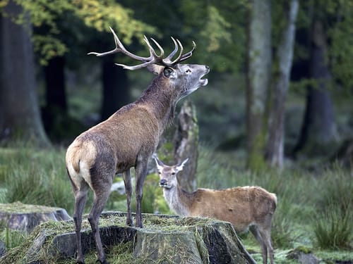 Hotels & Pensionen In Furth Im Wald Zimmer Mit Frühstück Übernachtung Unterkunft