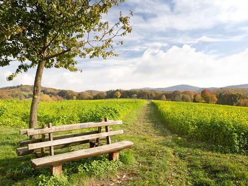 Umgebung vom Odenwald