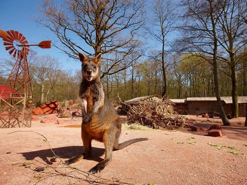 Känguru