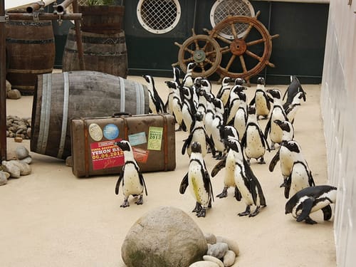 Pinguine