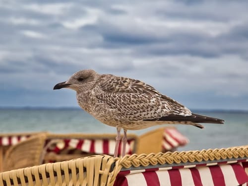 Möwe auf einem Strandkorb