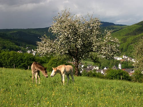 Eifel und Umgebung mit Wiesen, Wälder und zwei Pferde