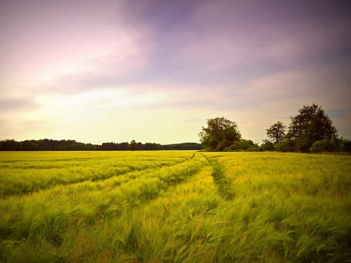 Sonnenuntergang auf einem Feld