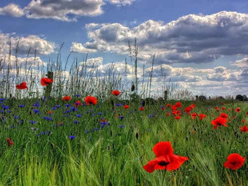 Blumenwiese mit Mohn