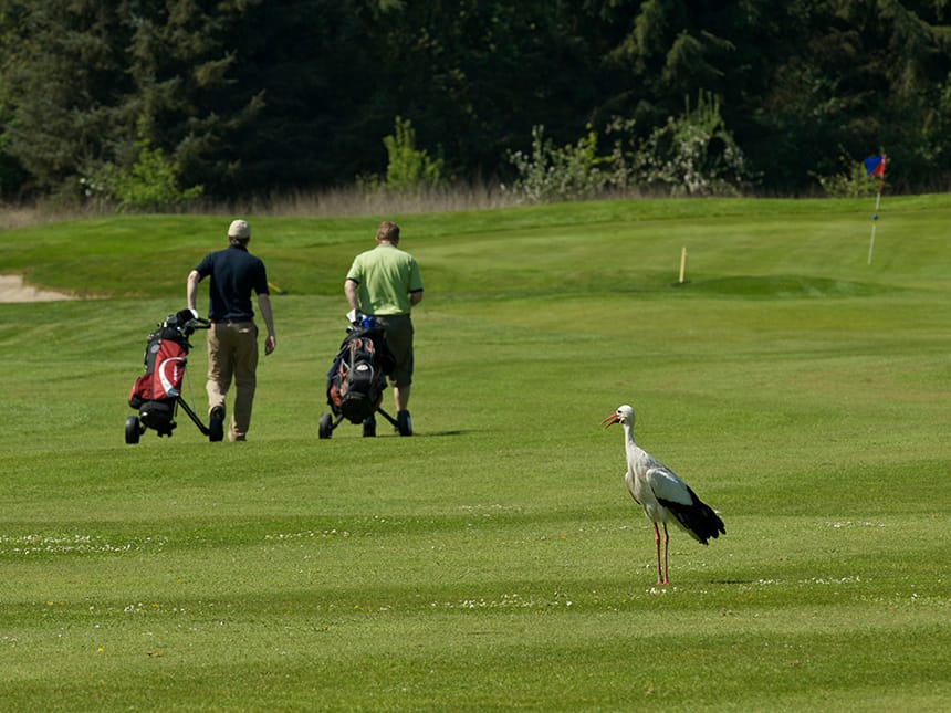 Golf-neu02