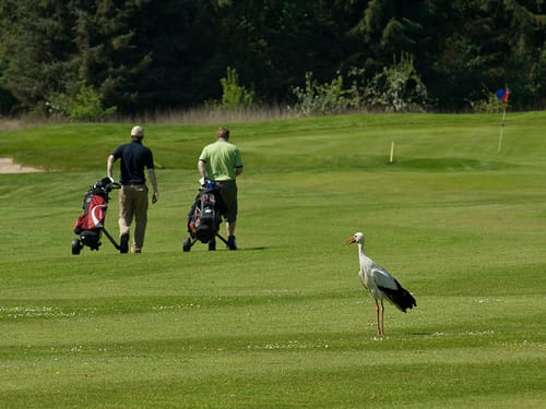 Golf-neu02