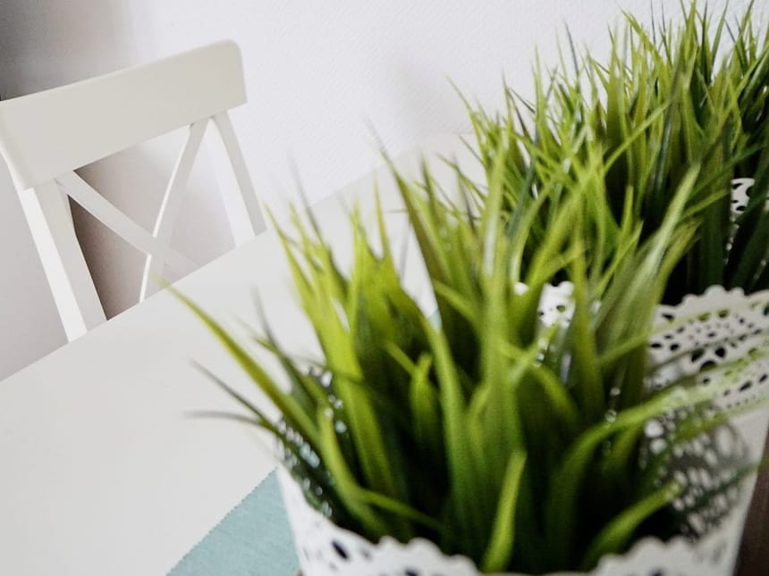 Tisch, Stuhl und drei Pflanzen