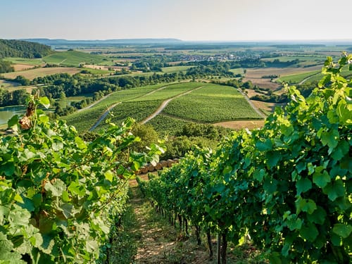 großartiger Blick auf die Weinberge