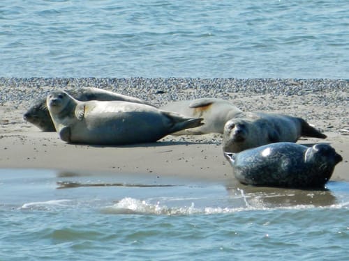 Seehunde entspannen sich am Strand der Nordsee.