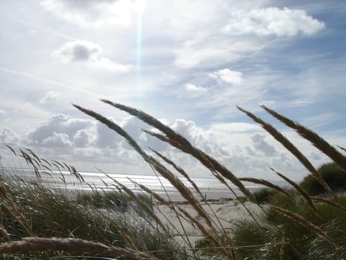 Nordseestrand mit Dünengras im Vordergrund und bewölktem Himmel