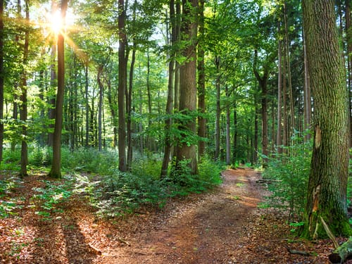 Waldstück
