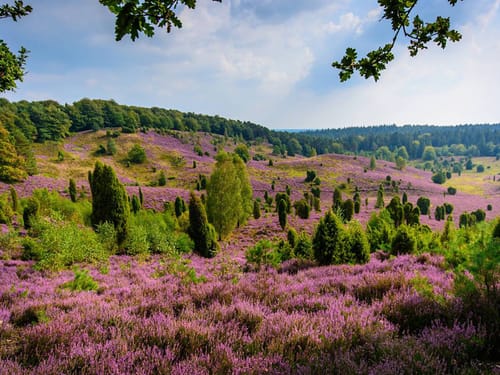Lüneburger Heide