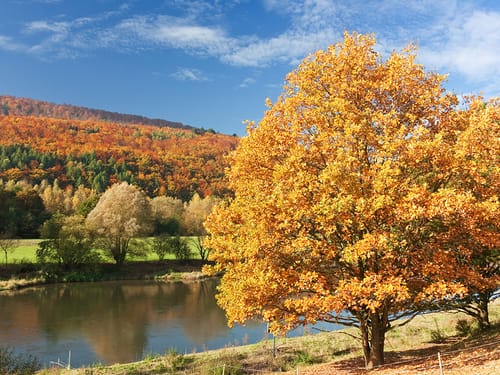 Großer Fluss umgeben von einer Herbstlandschaft bei Sonnenschein