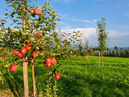 verschieden Obstbäume auf der Wiese