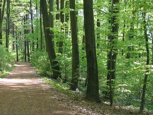 Buchenwald im Siegerland