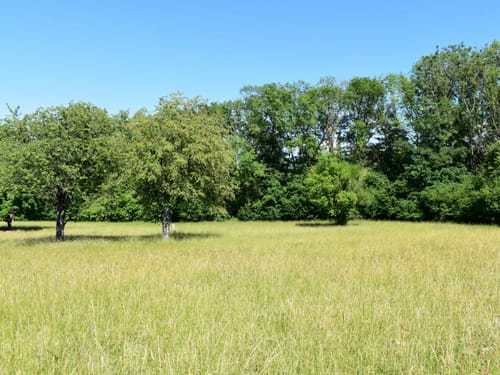 Wiese mit Bäumen