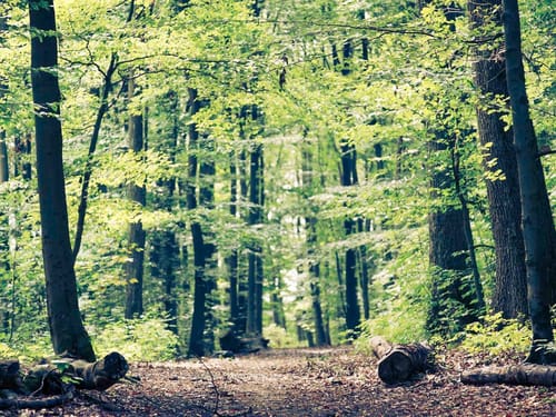 Laubwald