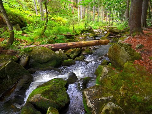 Rauschender Bachlauf im grünen Wald mit moosbedeckten Steinen