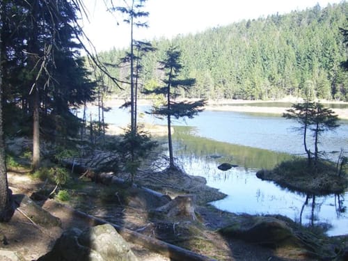Malerische Waldlandschaft mit See und Bäumen im Vordergrund