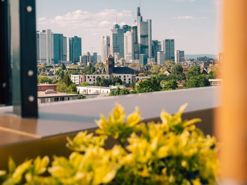 Blick auf die Skyline von Frankfurt am Main mit modernen Hochhäusern im Hintergrund und einem unscharfen Vordergrund mit gelben Pflanzen.