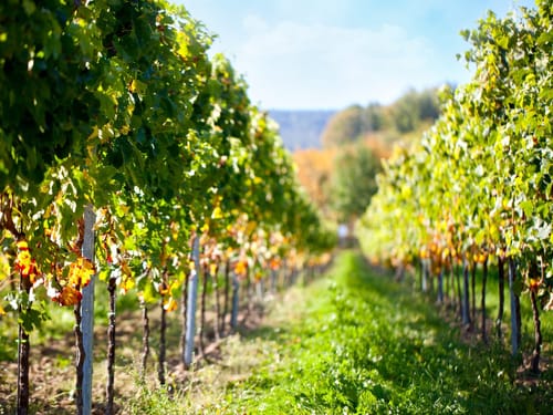 Weinberg im Herbst mit grünen und gelblichen Weinreben
