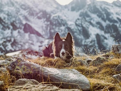 Border Collie in den Bergen – Hund in alpiner Natur
