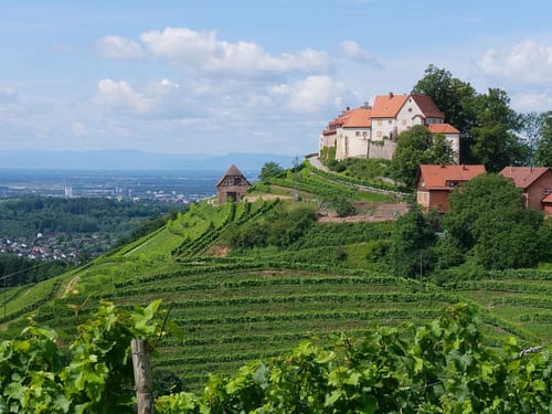 Blick auf eine Burg, umgeben von Weinbergen
