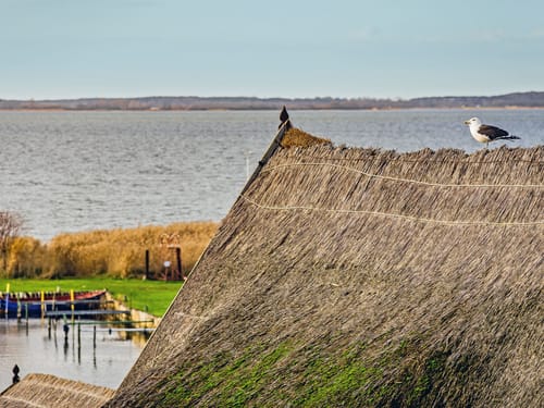 Reetdach mit Möwe in Küstenlandschaft