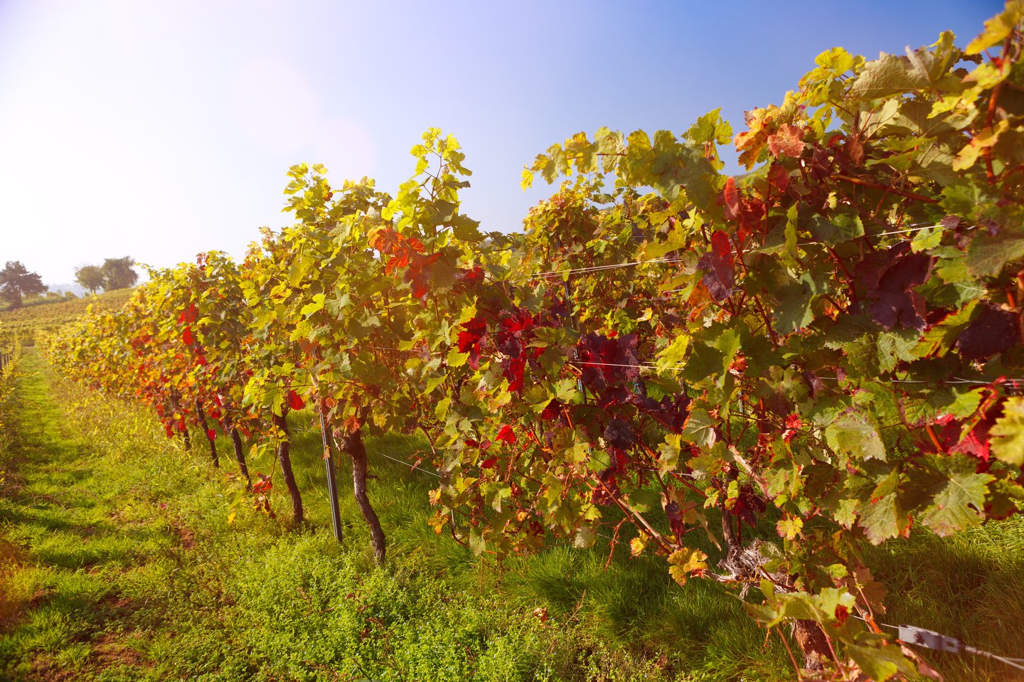 Weinlese in der Pfalz – frische Trauben im Herbst