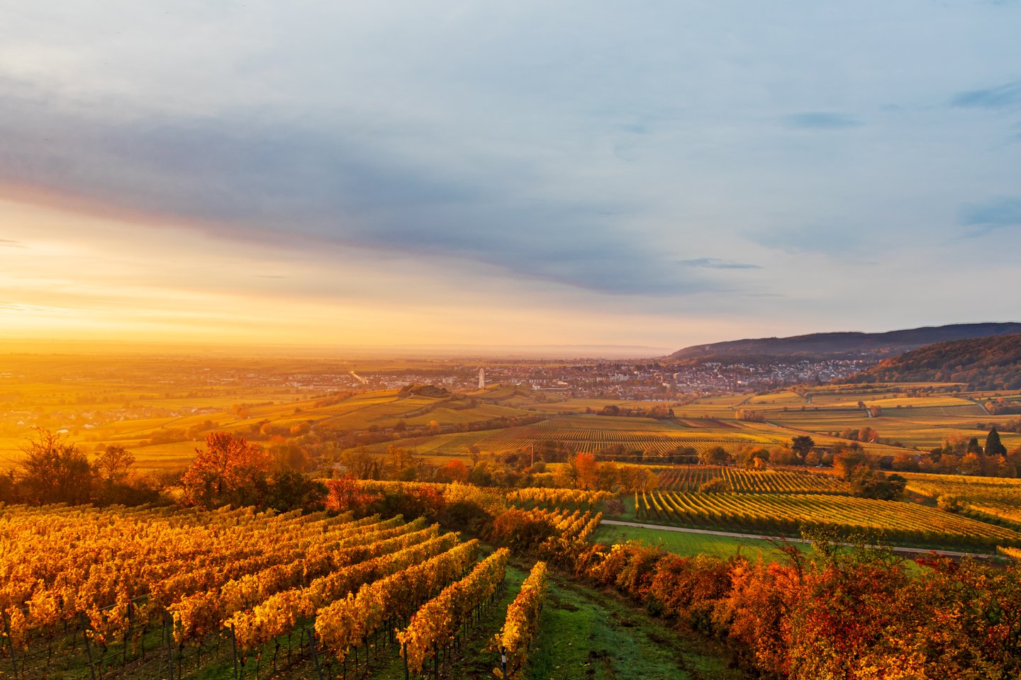 Herbst an der Deutschen Weinstraße – goldene Weinberge in der Pfalz