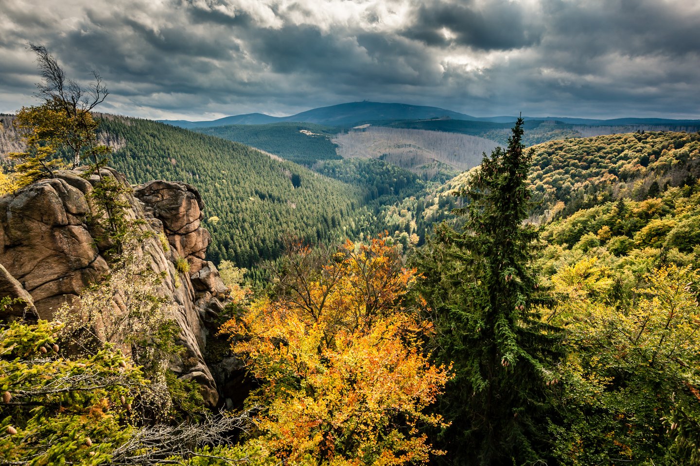 Wandern mit Hund im Harz – Wanderparadies für Hundebesitzer