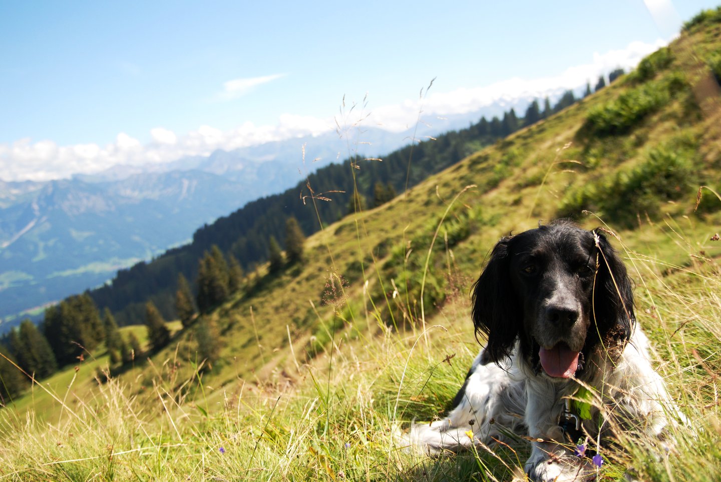 Hund im Urlaub in Deutschland – hundefreundliche Reiseziele