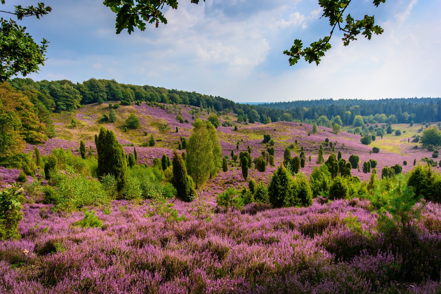 Lüneburger Heide – violettes Blütenmeer im Spätsommer