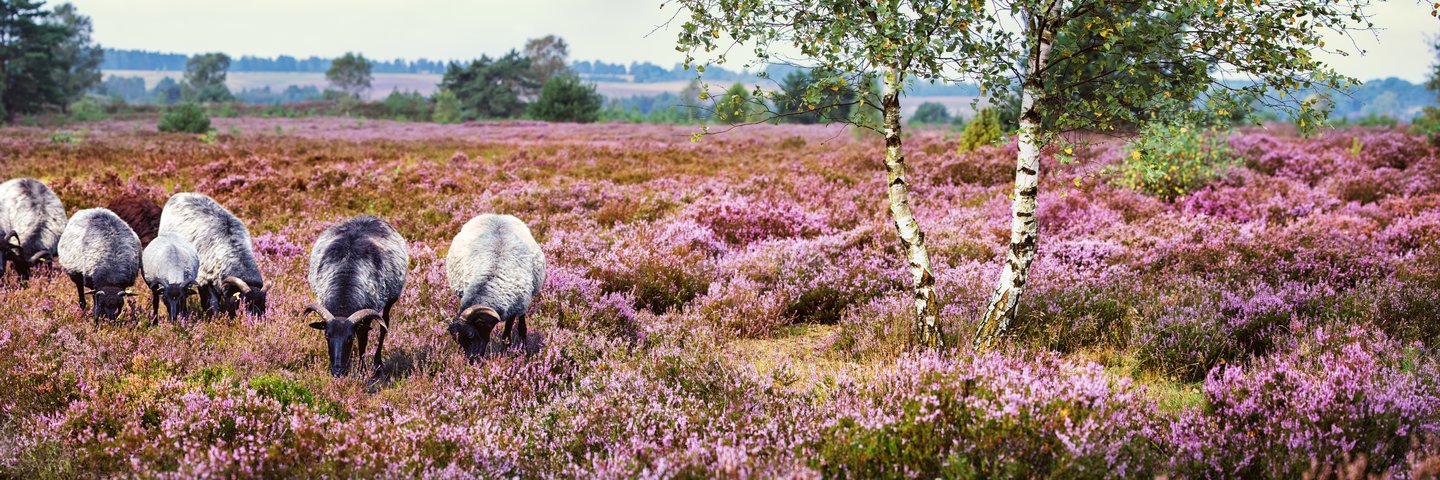 Heidschnucken in der Lüneburger Heide – traditionelle Landschaftspfleger