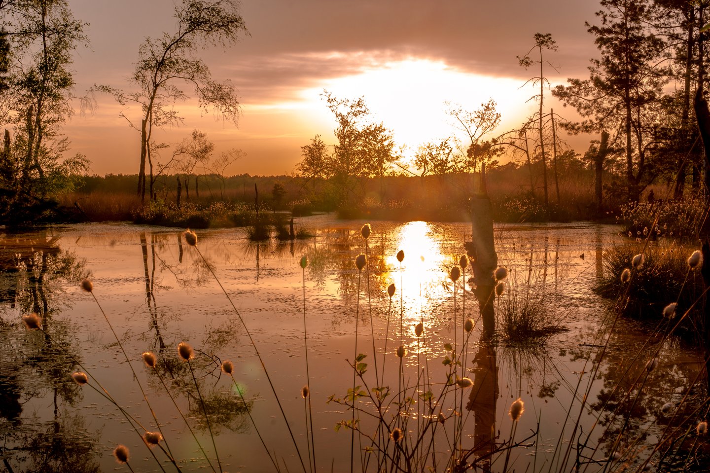 Pietzmoor in der Lüneburger Heide – mystisches Hochmoor auf Bohlenstegen