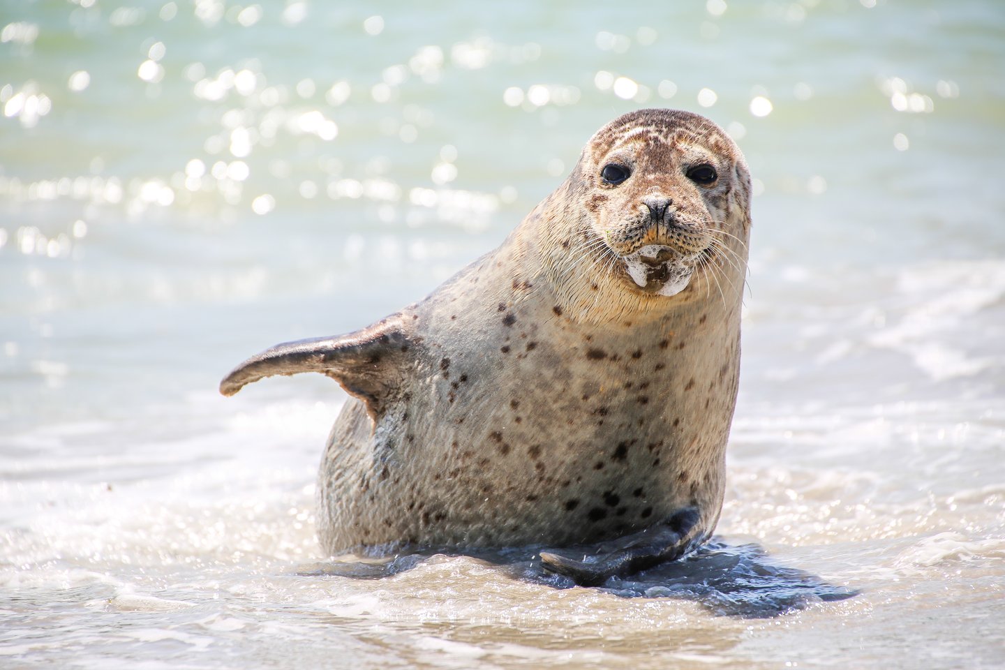 Robbe am Nordseestrand – Tierbeobachtung im Nationalpark Wattenmeer