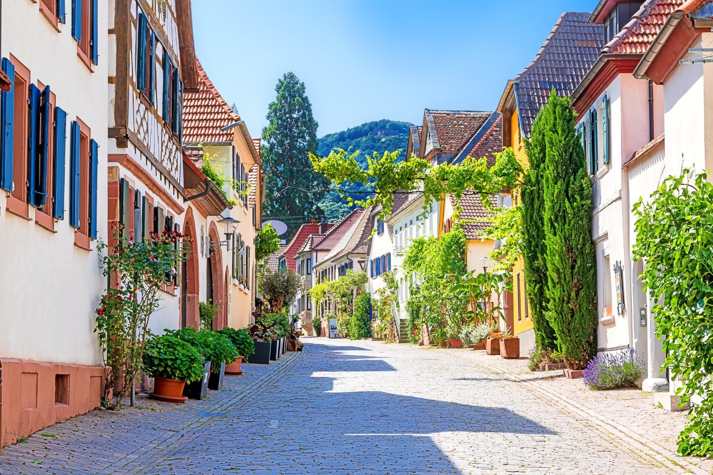 Pfälzer Weindorf Malerische Gasse in einem Pfälzer Weindorf mit Fachwerkhäusern und Blumenschmuck