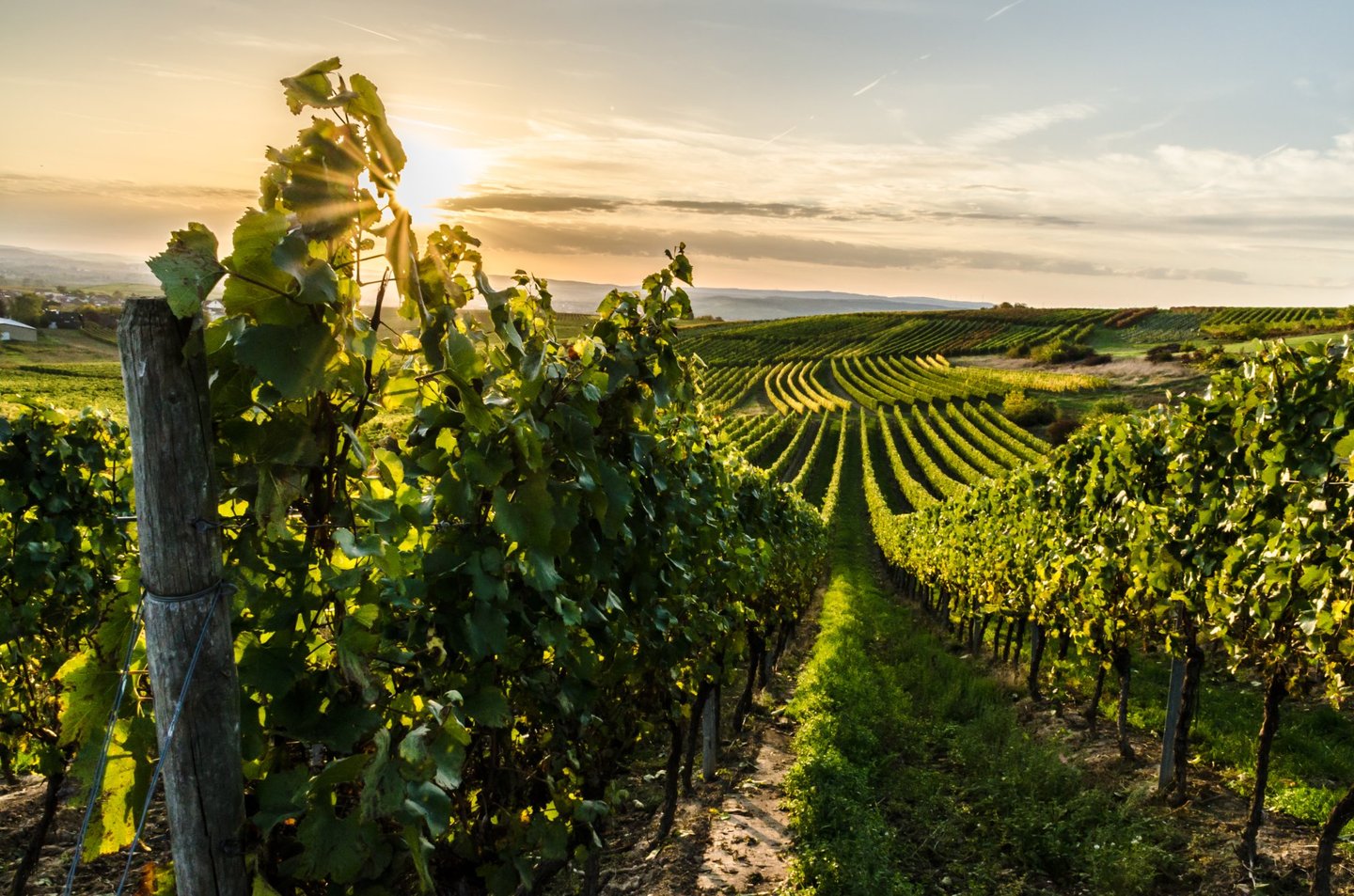 Weinberge Rheinland-Pfalz Weinberge in Rheinland-Pfalz bei Sonnenuntergang mit Rebstöcken im Vordergrund