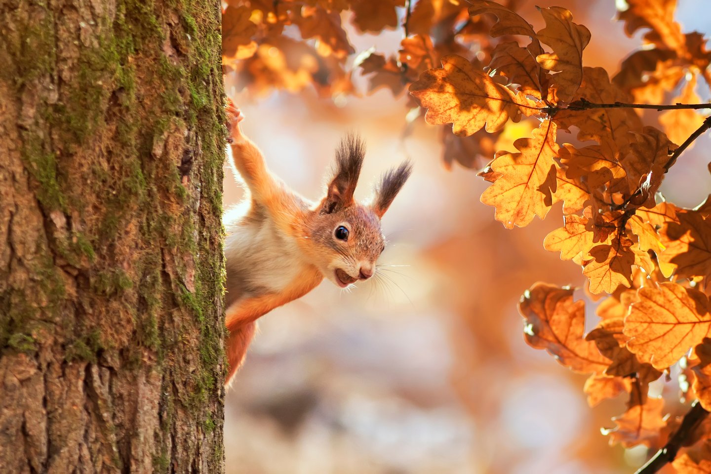 Eichhörnchen in herbstlicher Wellnessumgebung
